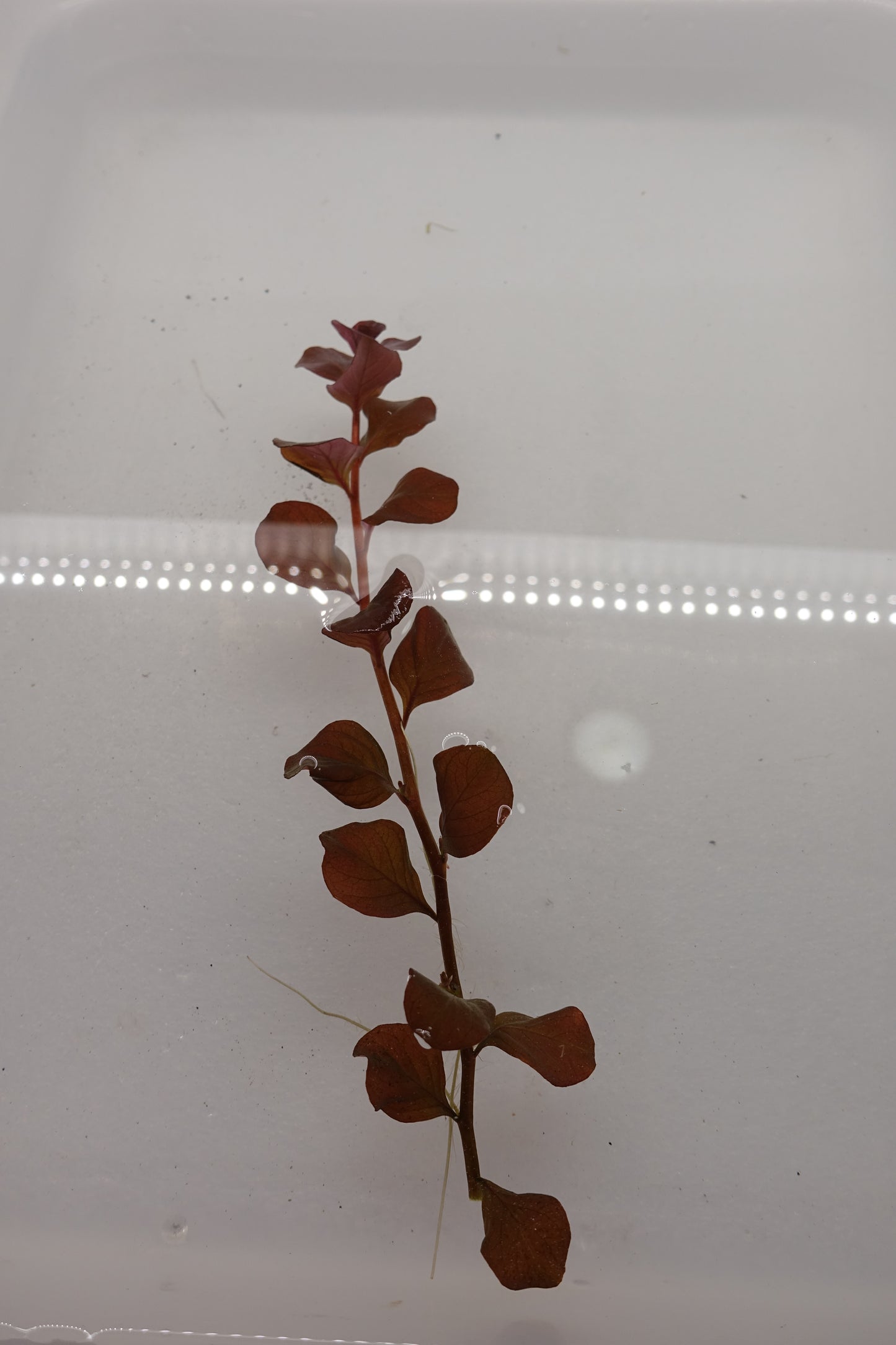 Ludwigia ovalis sp. Pink