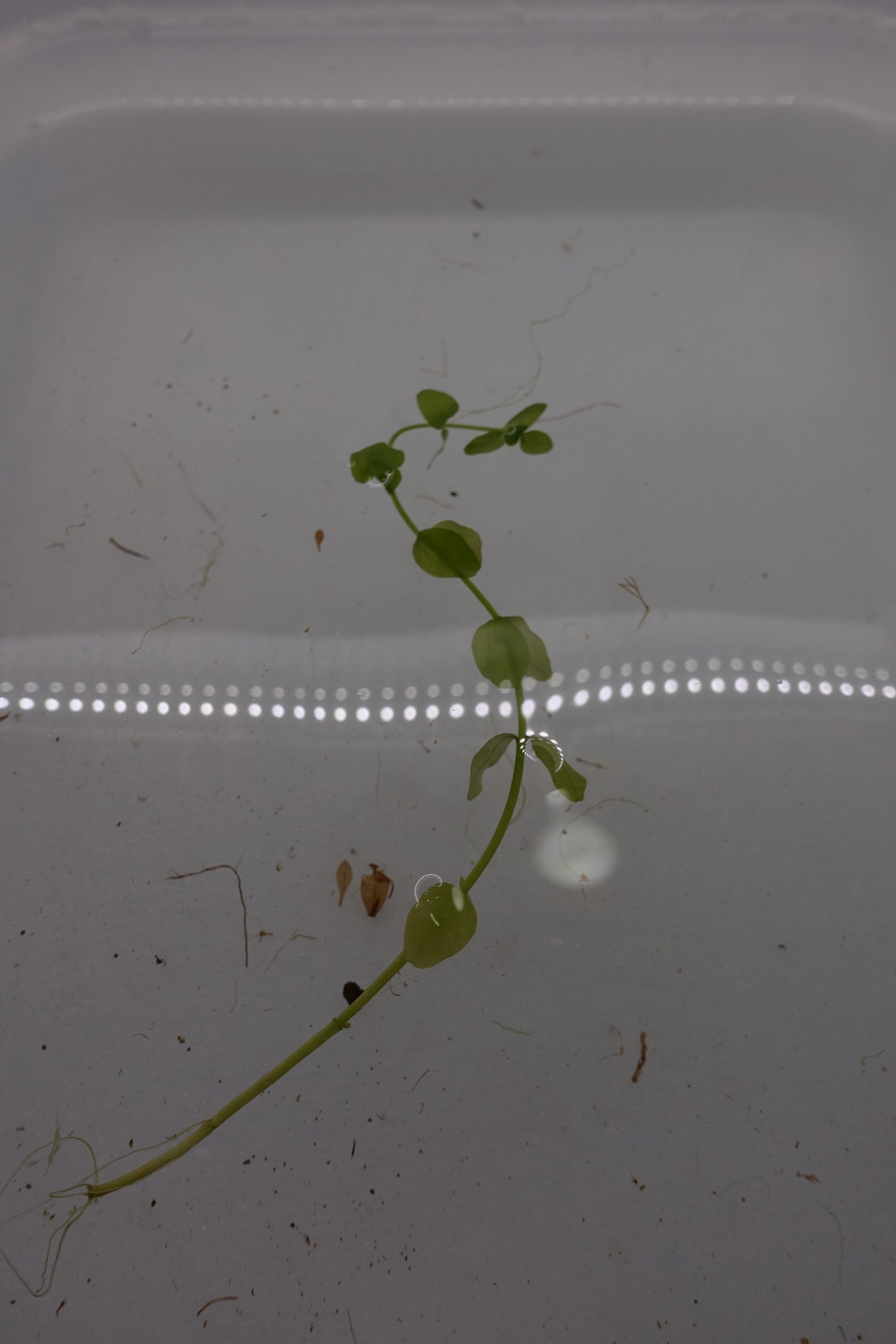 Bacopa Australis