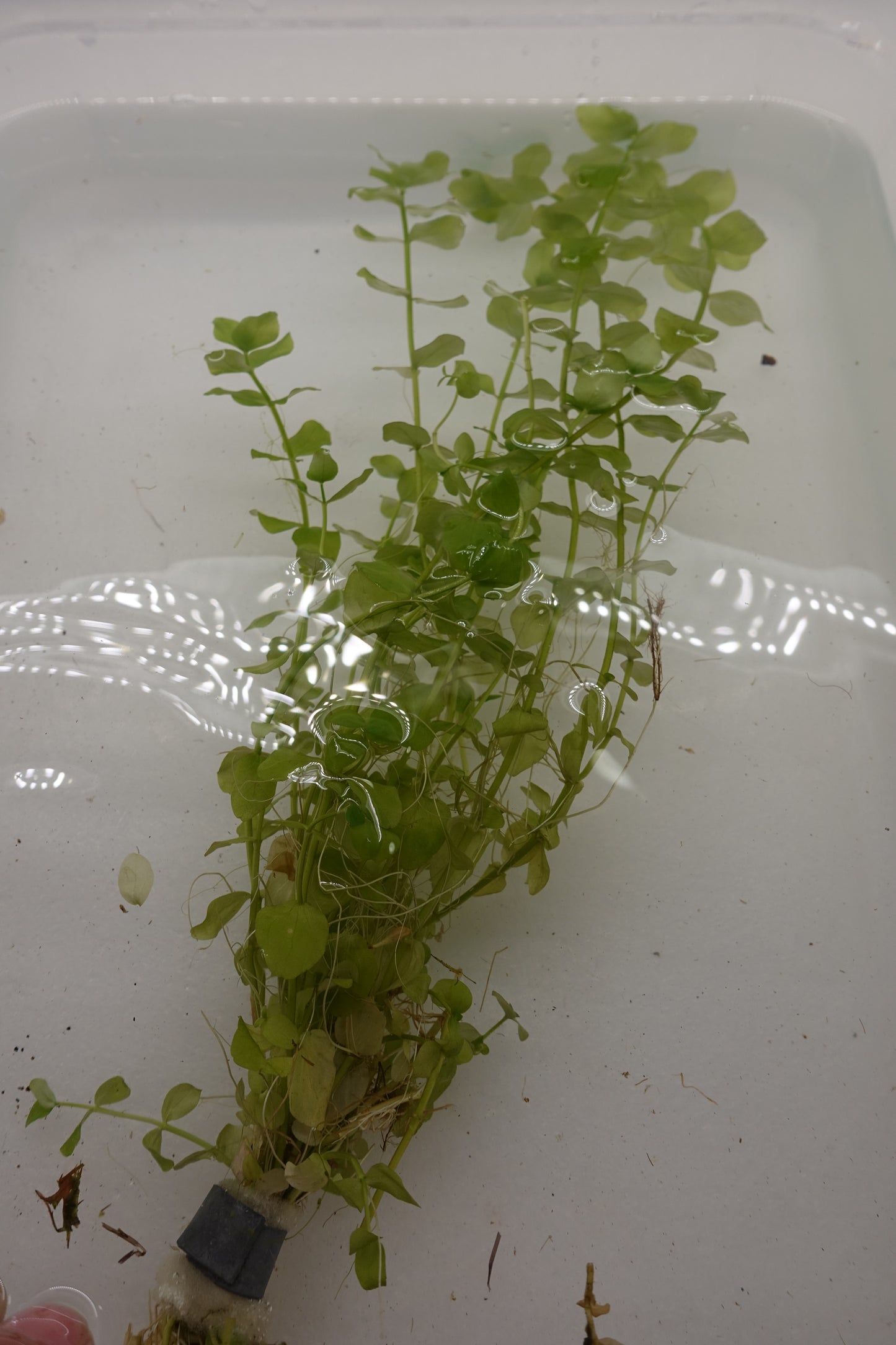 Bacopa Australis