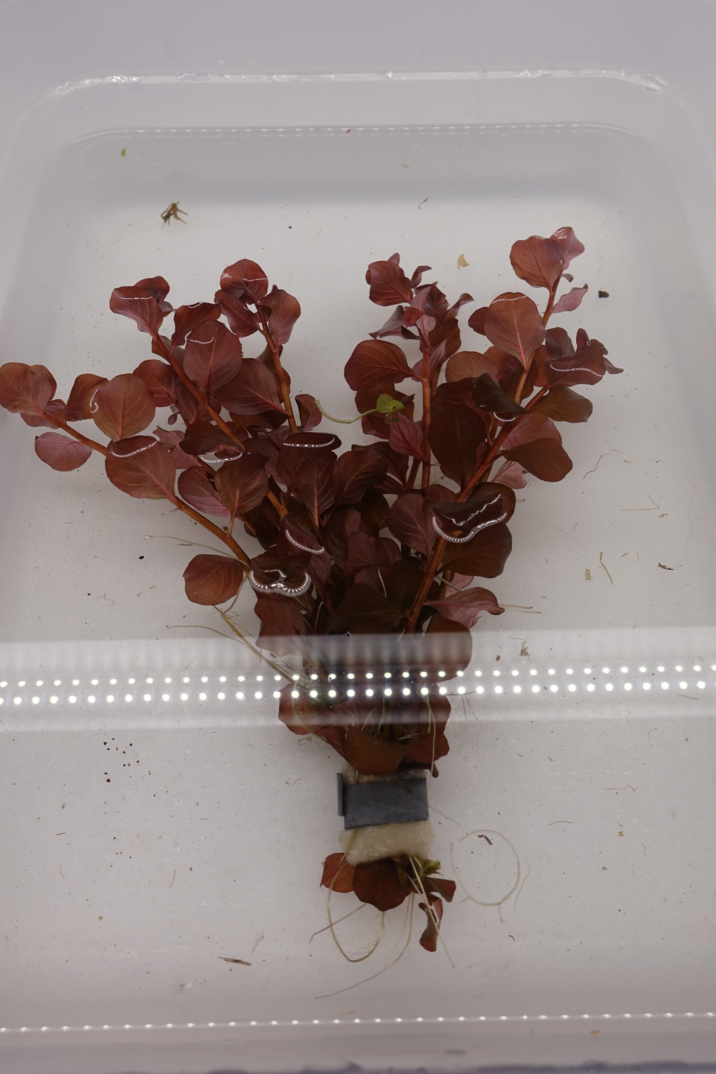Ludwigia ovalis sp. Pink