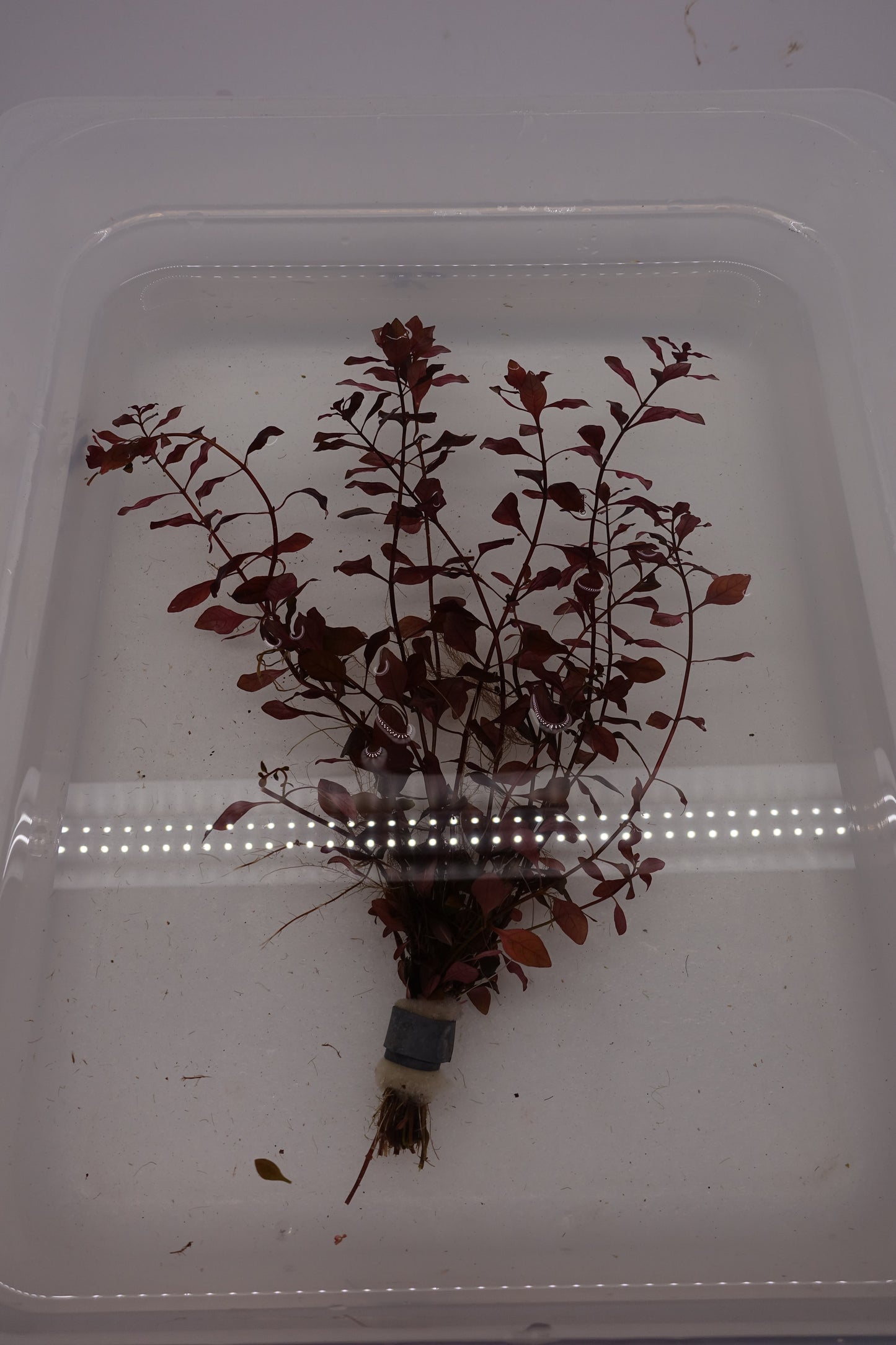 Ludwigia Palustris Super Red