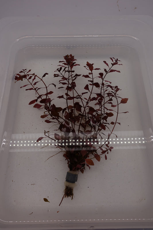 Ludwigia Palustris Super Red