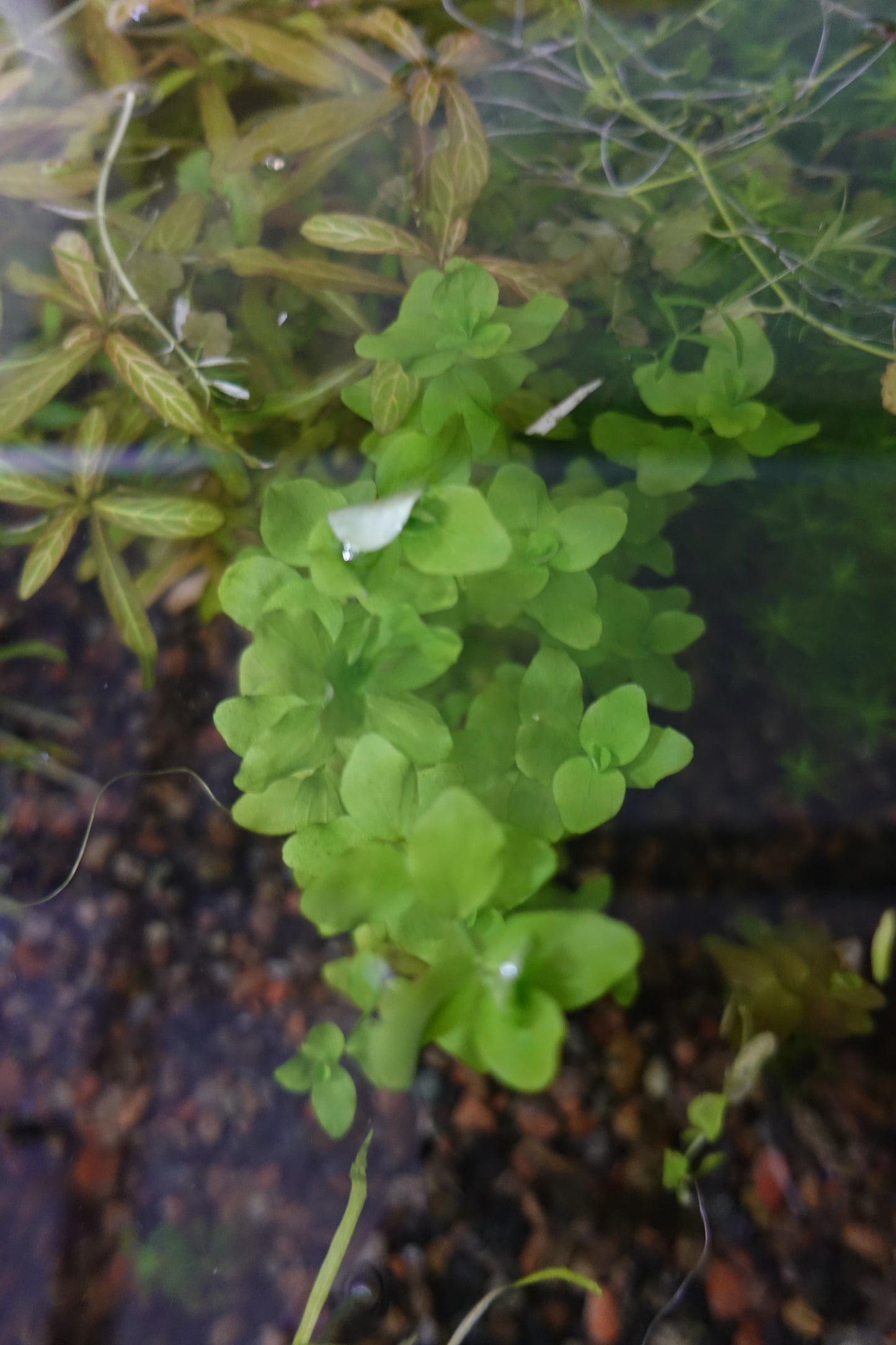 Bacopa Australis