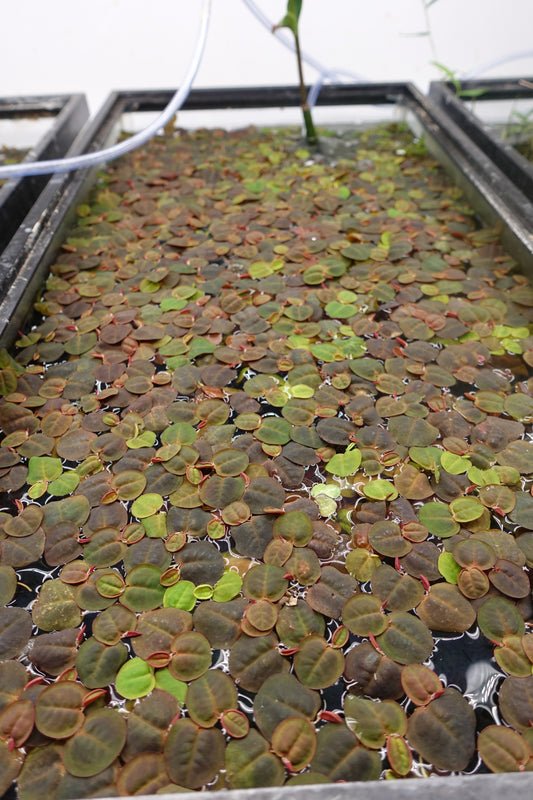 Red Root Floaters (Phyllanthus Fluitans)
