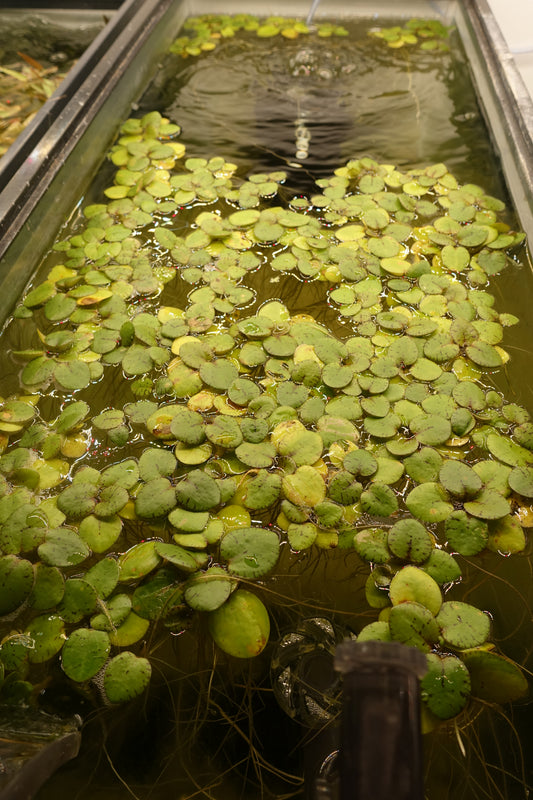 Amazon Frogbit