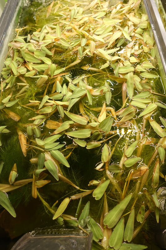 Hygroryza Aristata (floating aquatic plant)