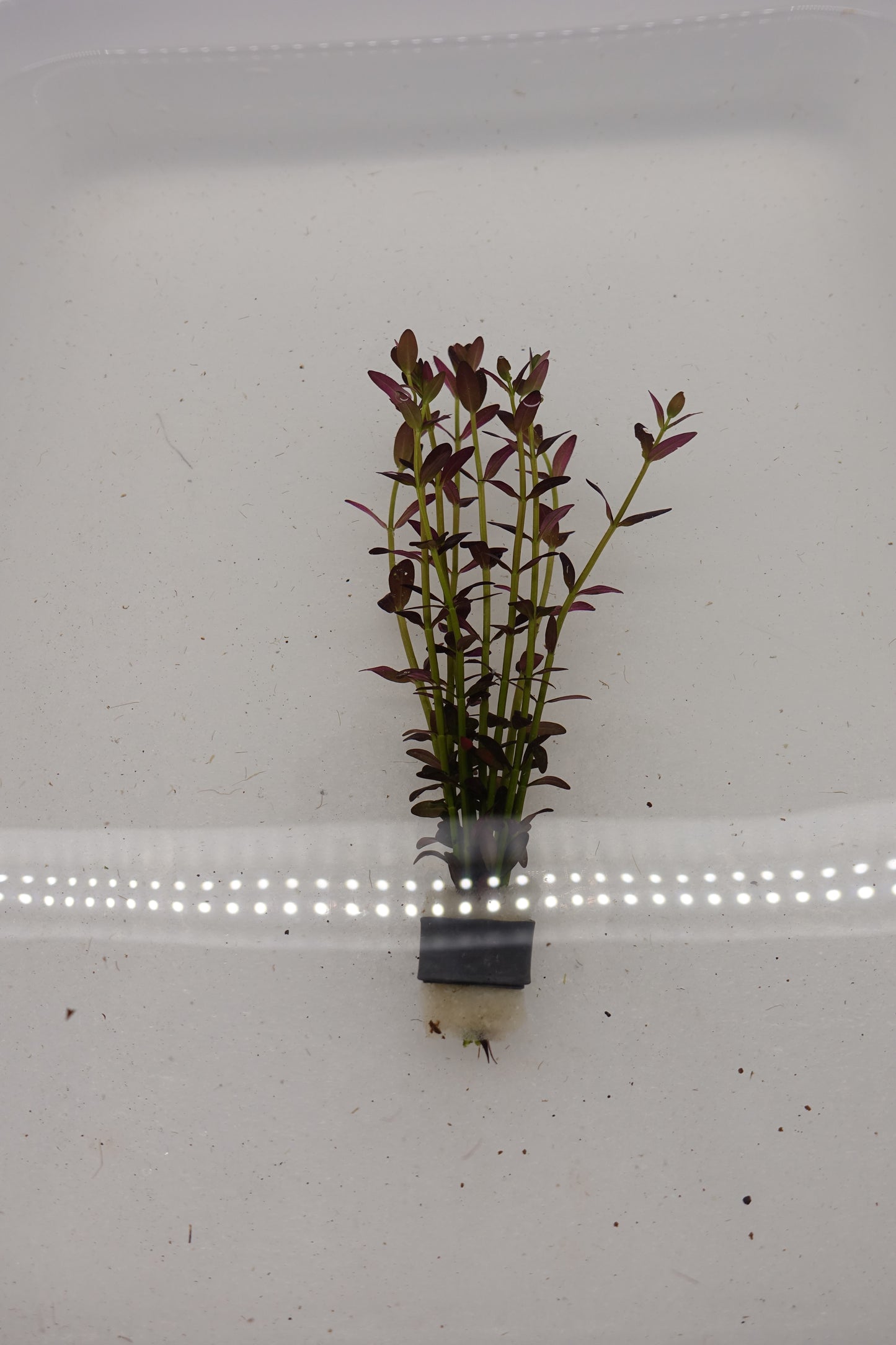 Rotala Florida