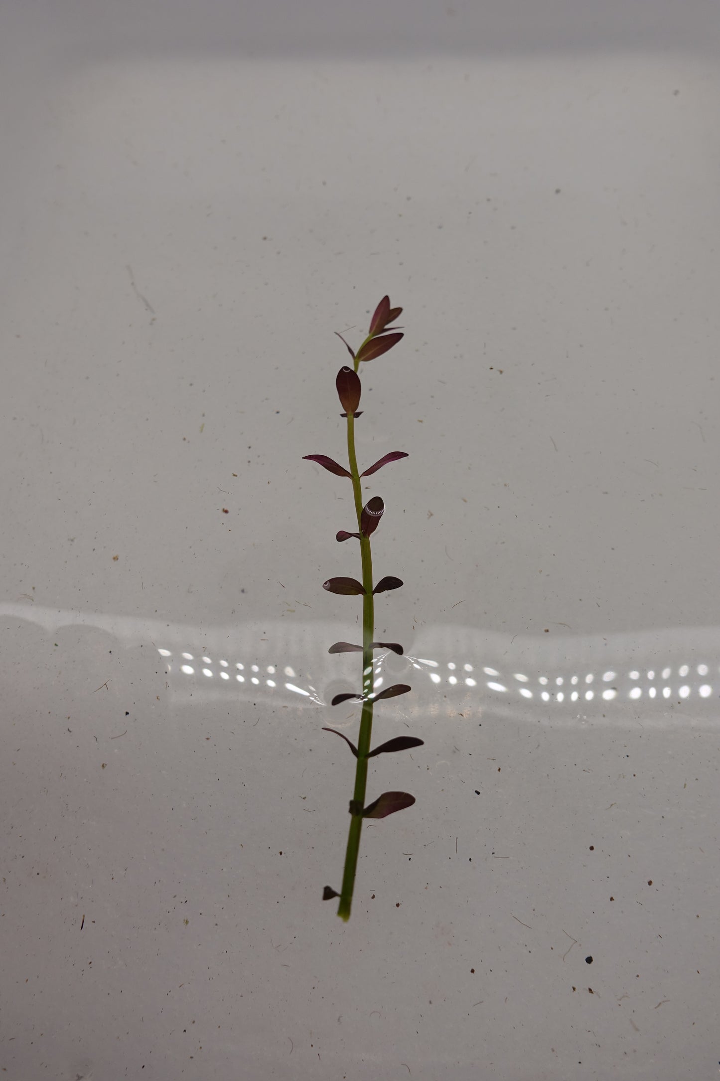 Rotala Florida
