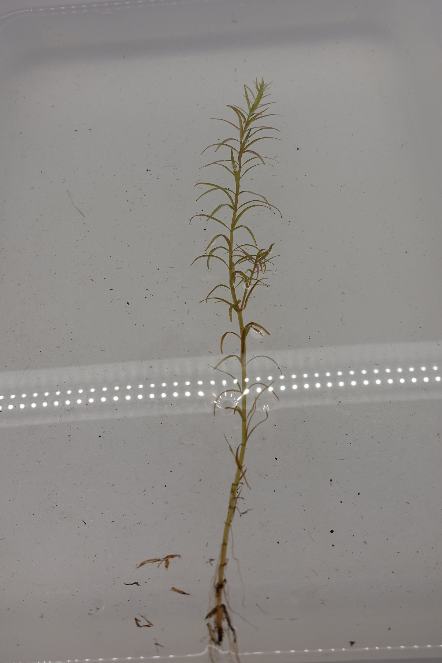 Rotala Mexicana Araguia