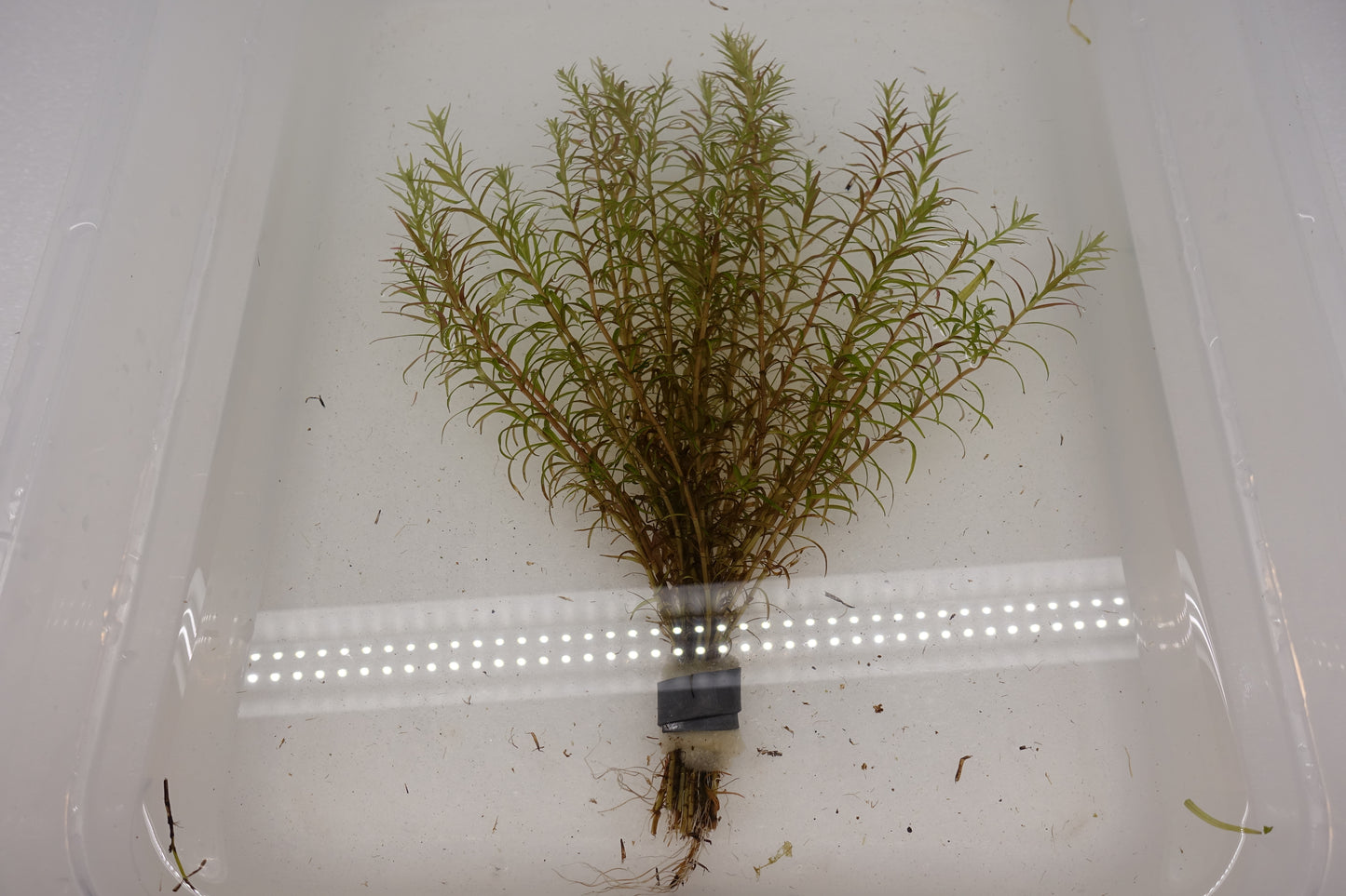 Rotala Mexicana Araguia