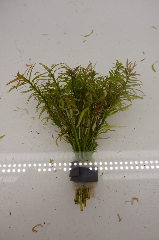 Rotala Sp. Fujian