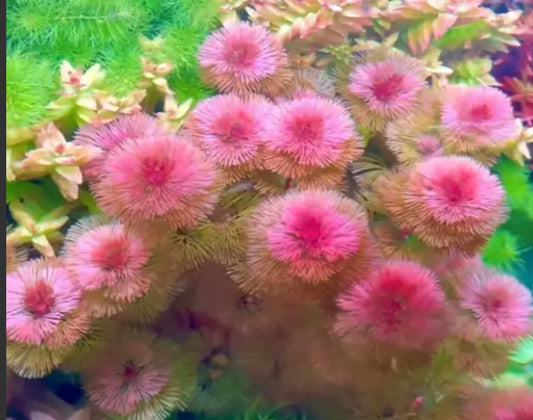 Red Cabomba / Cabomba Furcata