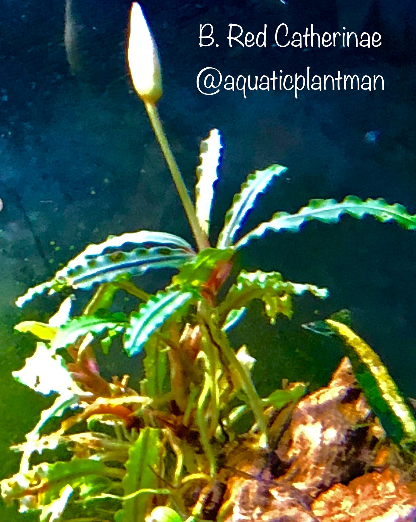 Bucephalandra Bundle Package (Best value!)