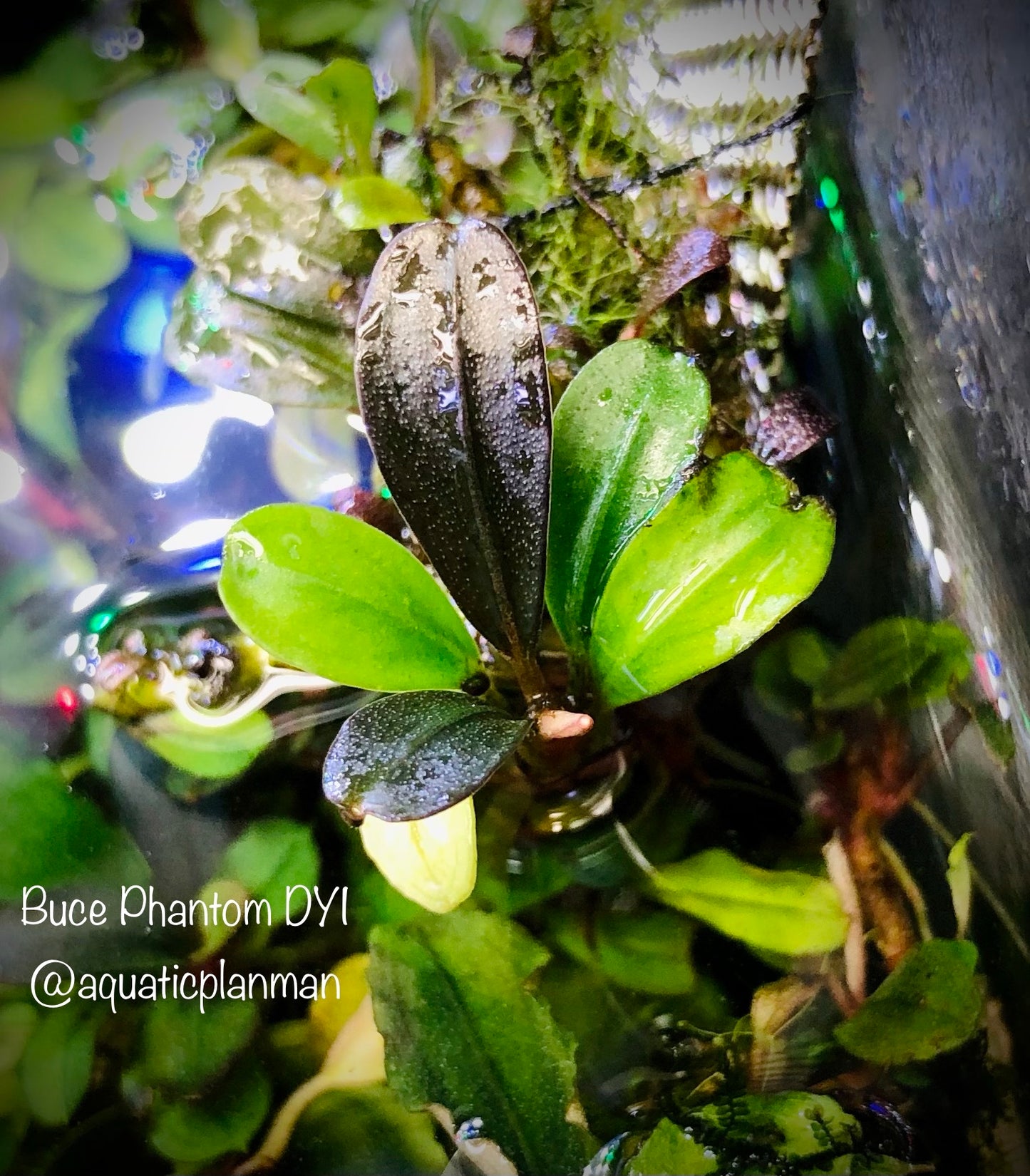 Bucephalandra Bundle Package (Best value!)