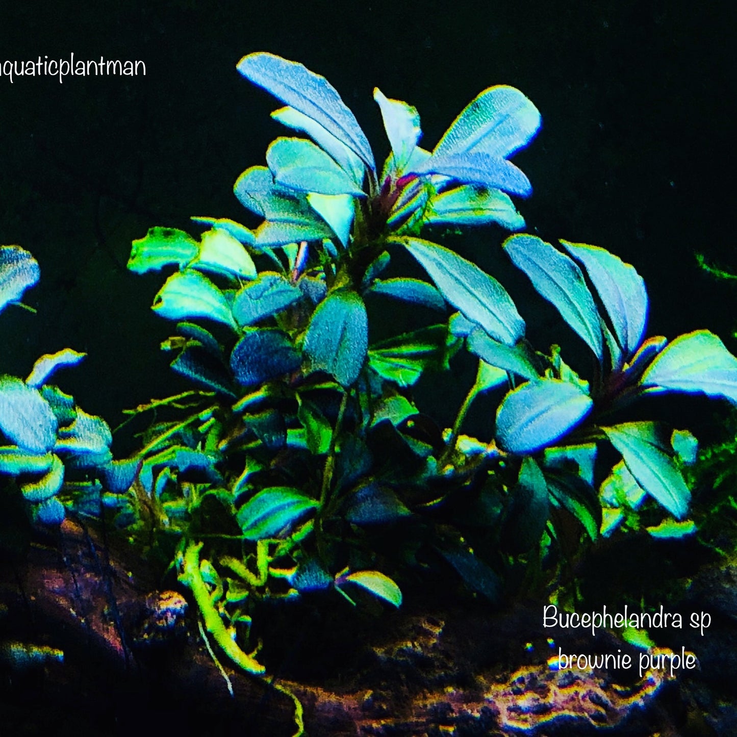 Bucephalandra Bundle Package (Best value!)