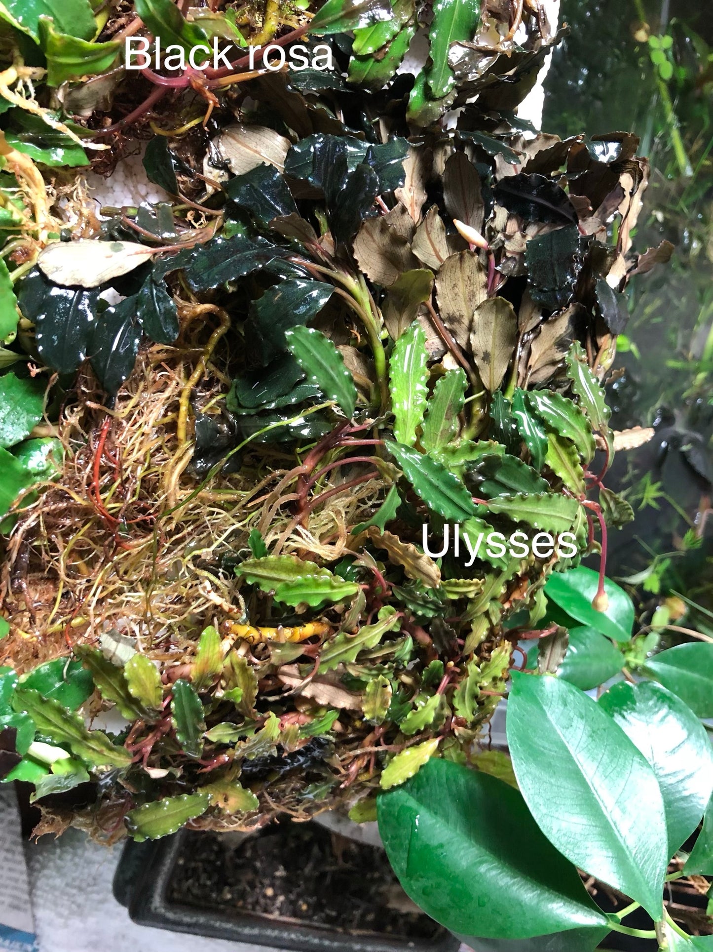 Bucephalandra Bundle Package (Best value!)