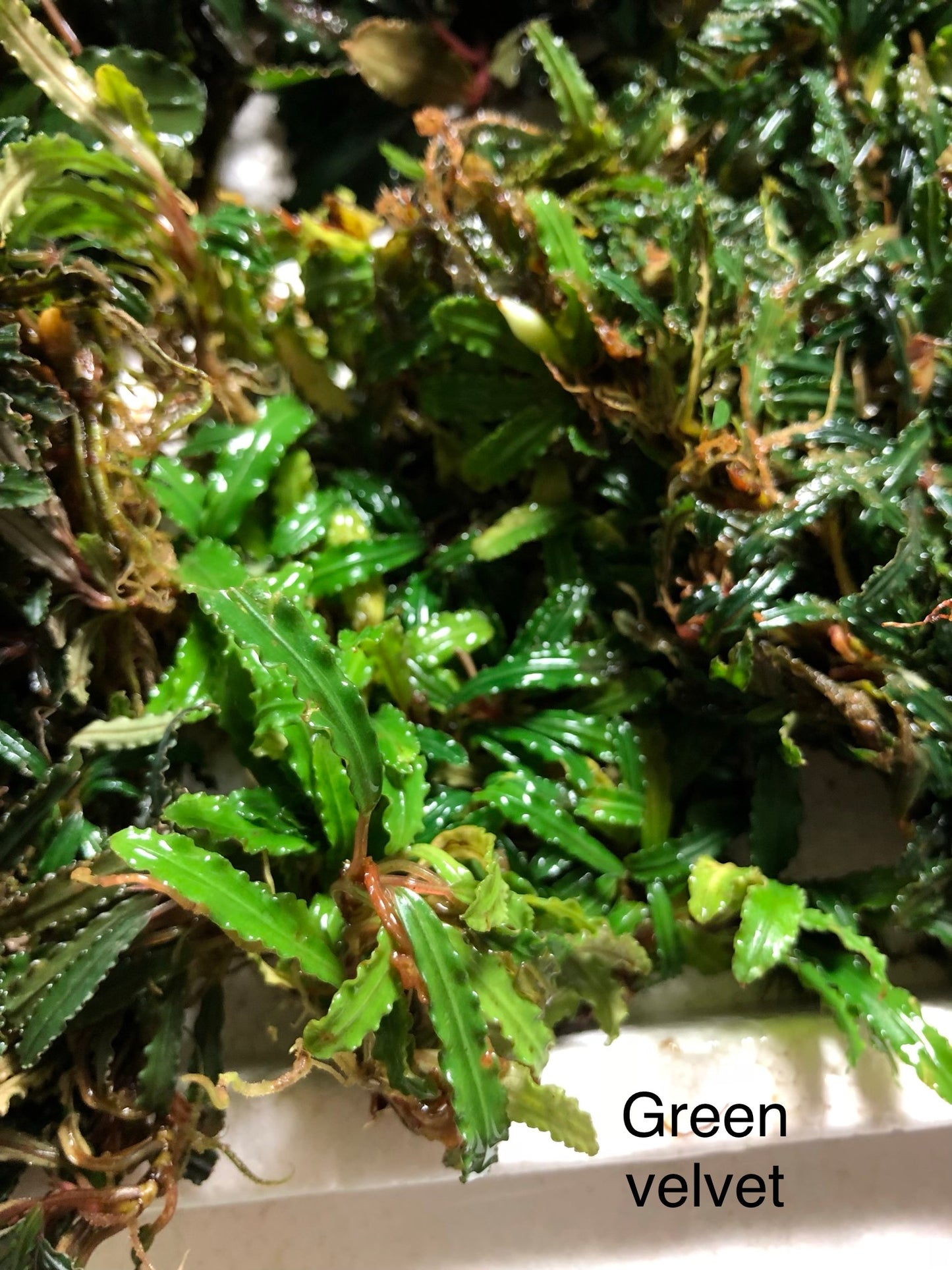 Bucephalandra Bundle Package (Best value!)