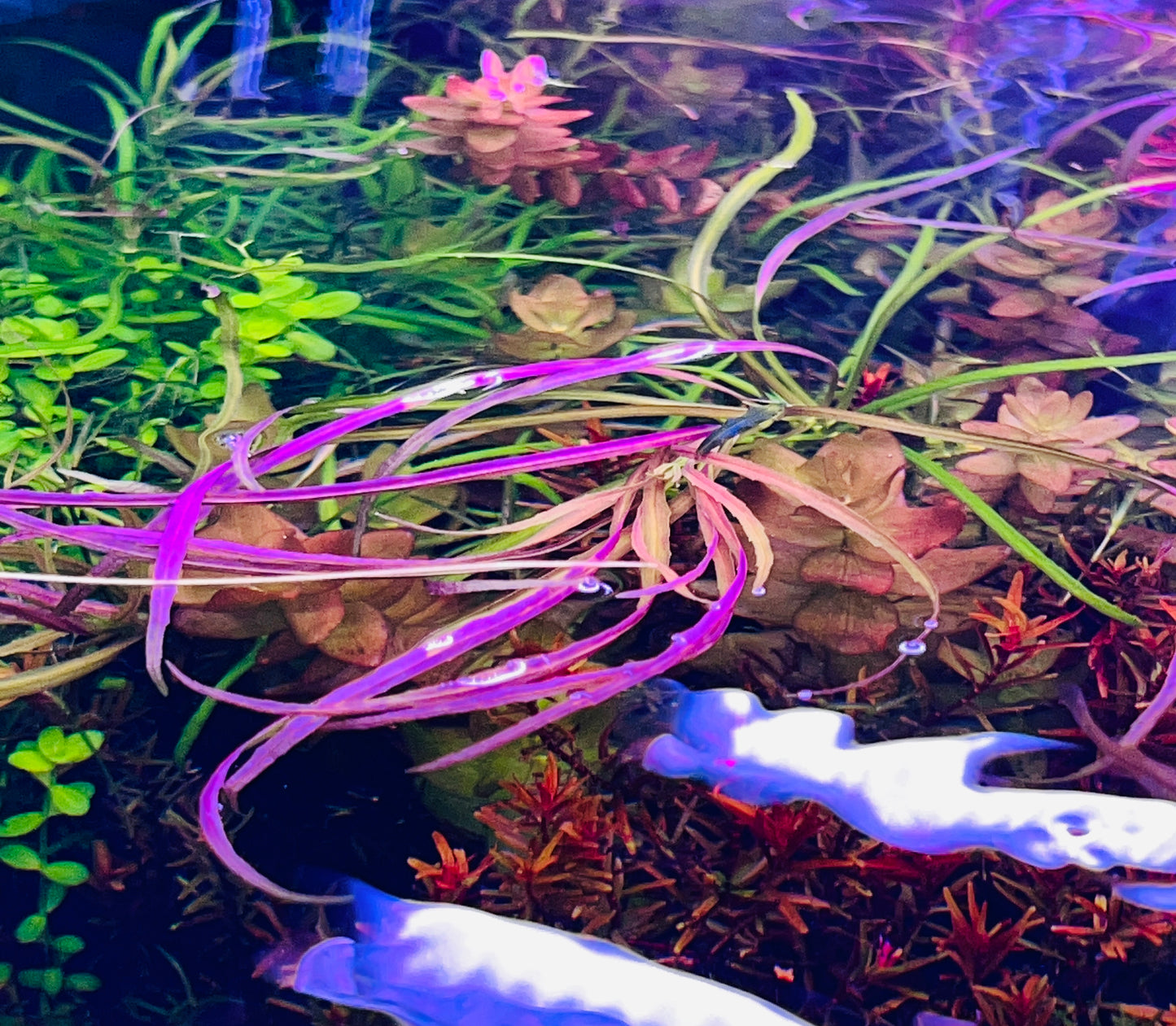 Pogostemon Stellatus Octopus