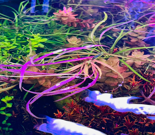 Pogostemon Stellatus Octopus