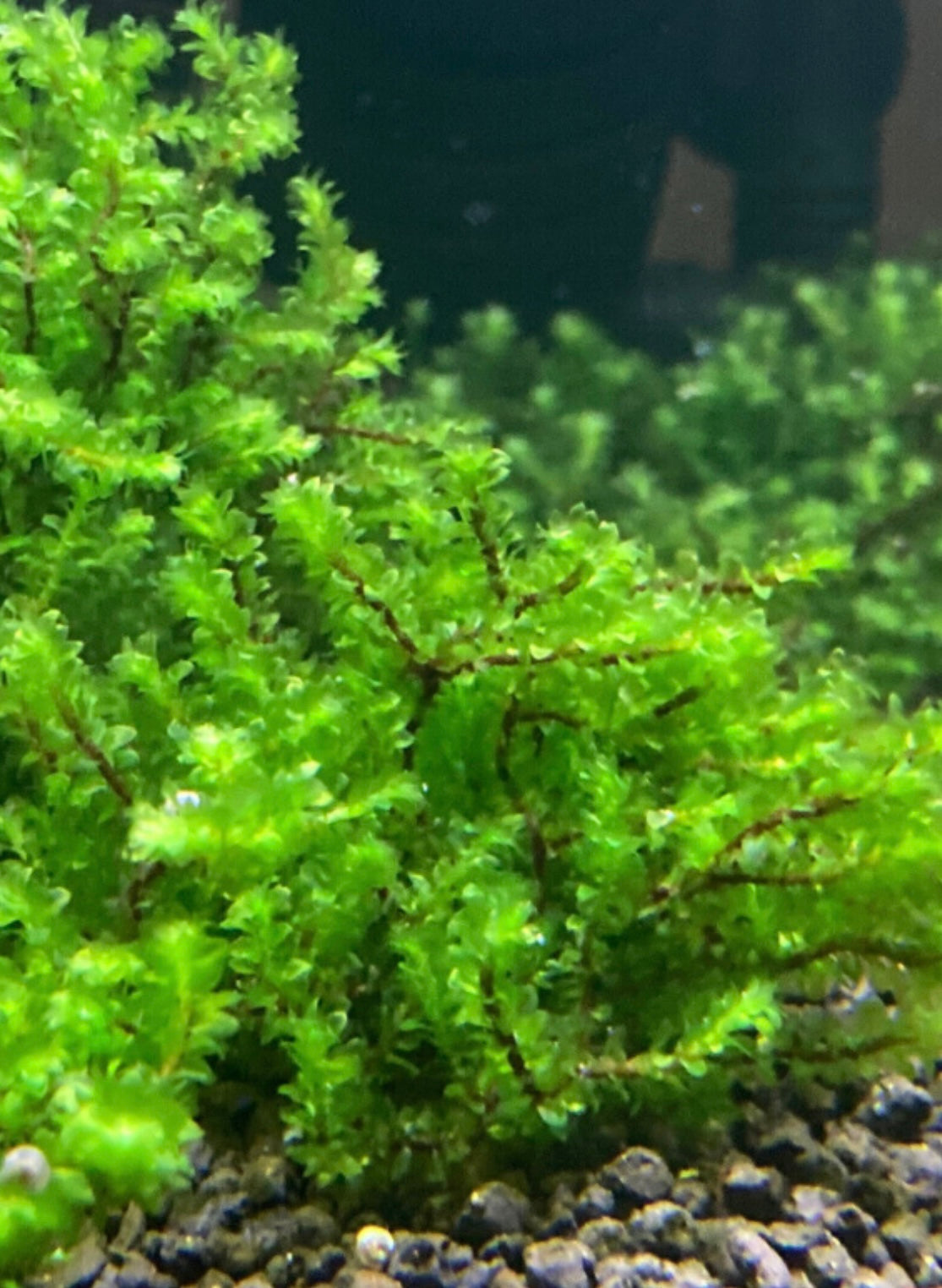 Hooker HOOKERIACEAE Moss