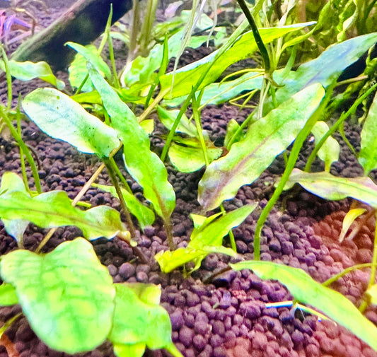Cryptocoryne Wendtii Green Gecko