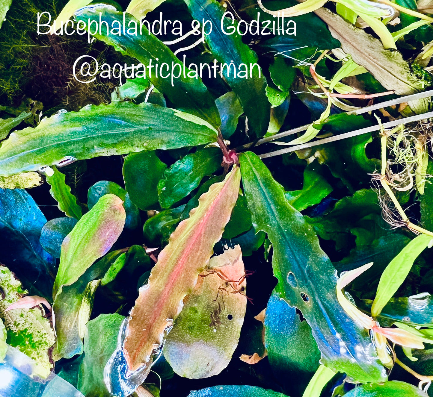 Bucephalandra Godzilla Blue