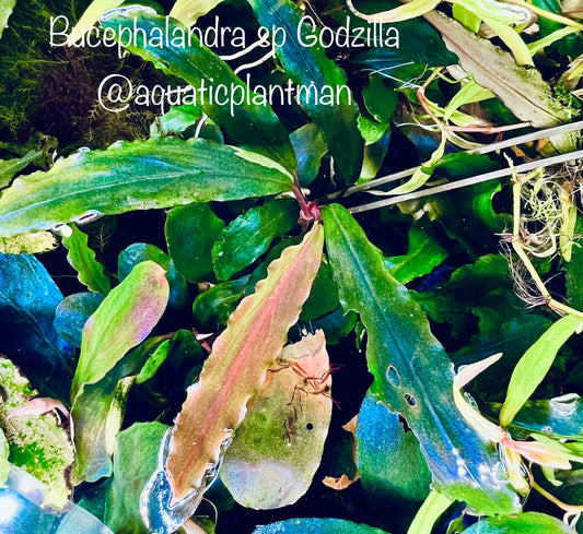 Bucephalandra Godzilla Blue