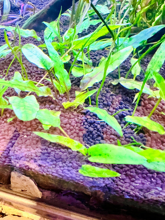 Cryptocoryne Wendtii Green Gecko