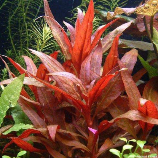 Alternanthera Reineckii