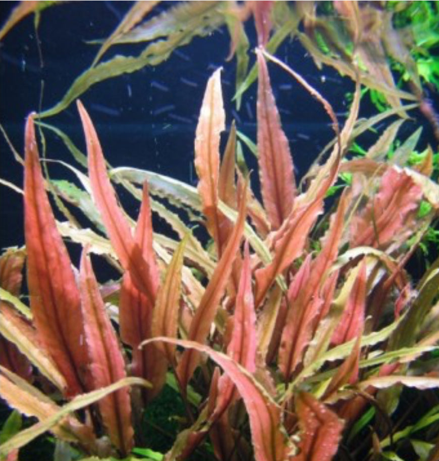 Crytocoryne Affinis red
