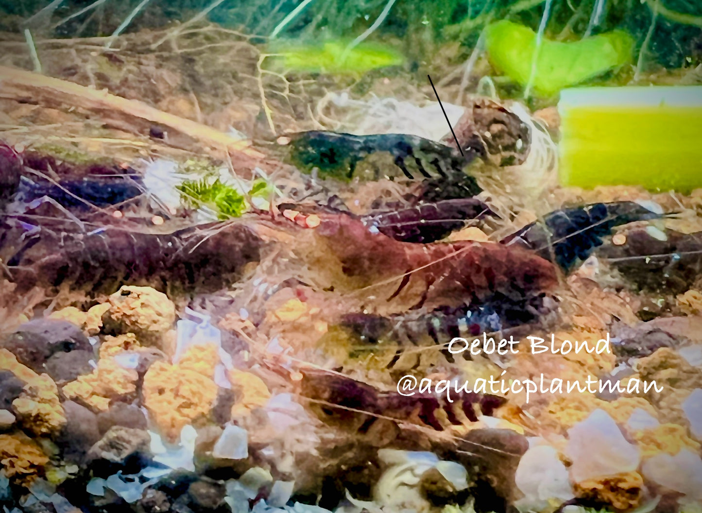 Orange eye blue tiger shrimp OEBT Blond (tap water)