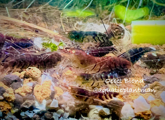 Orange eye blue tiger shrimp OEBT Blond (tap water)