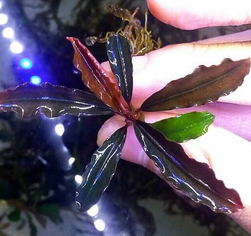 Bucephalandra Godzilla Blue