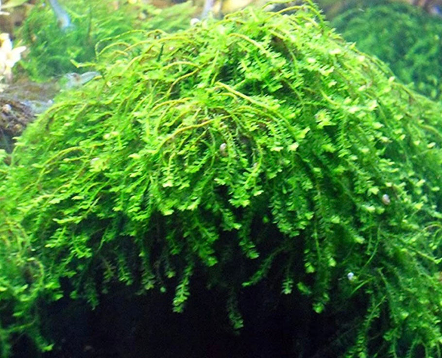 Mystery Moss Packages