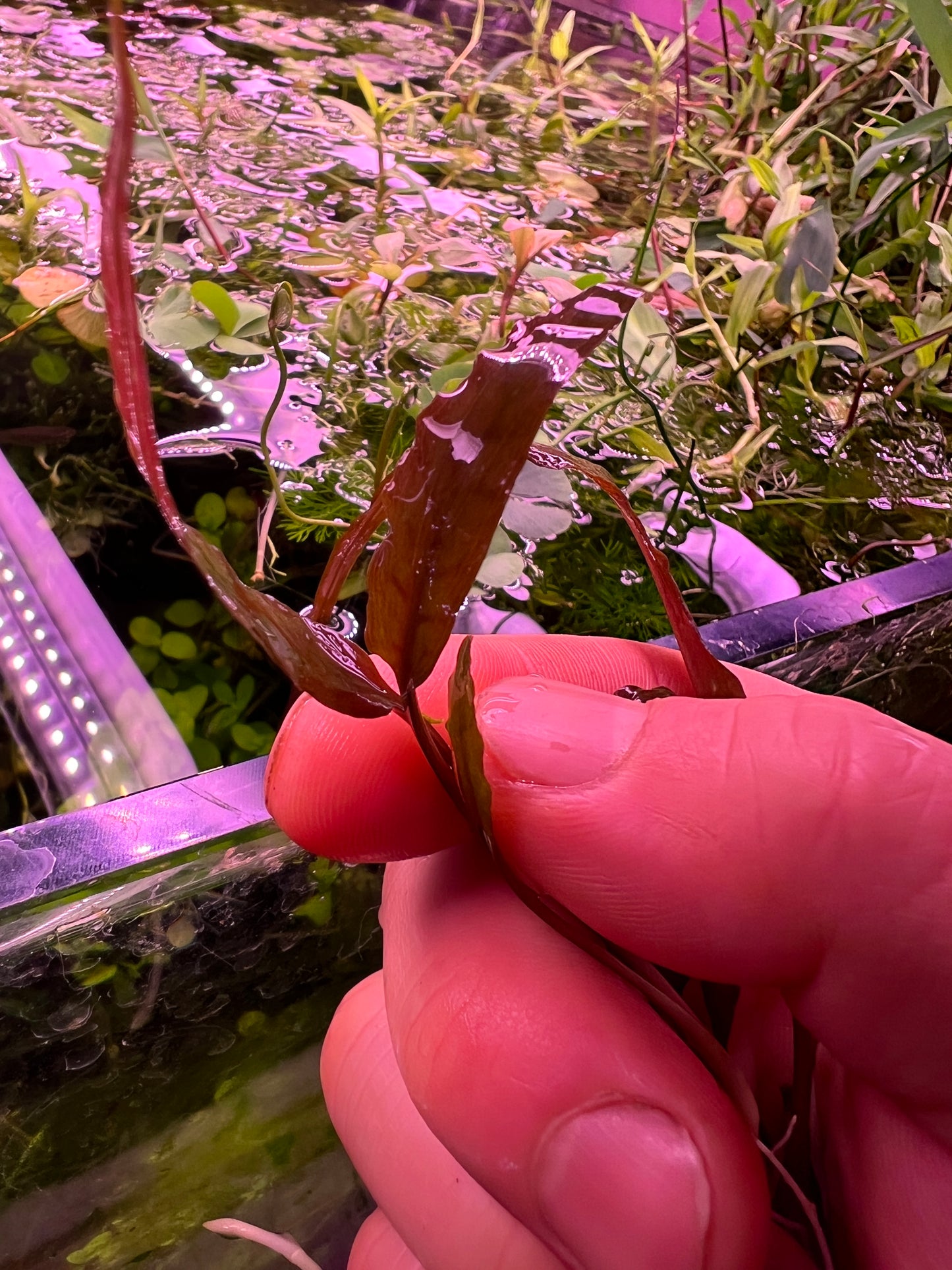 Crytocoryne Wendtti Affinis Red