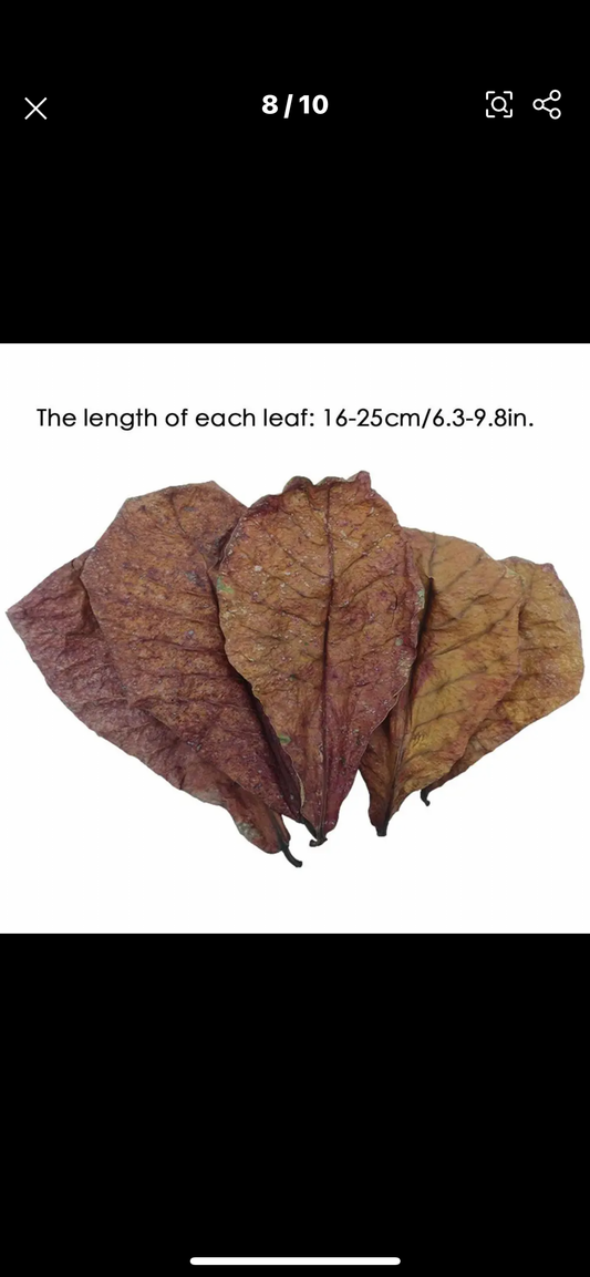 Indian Almond leaves 12 pack