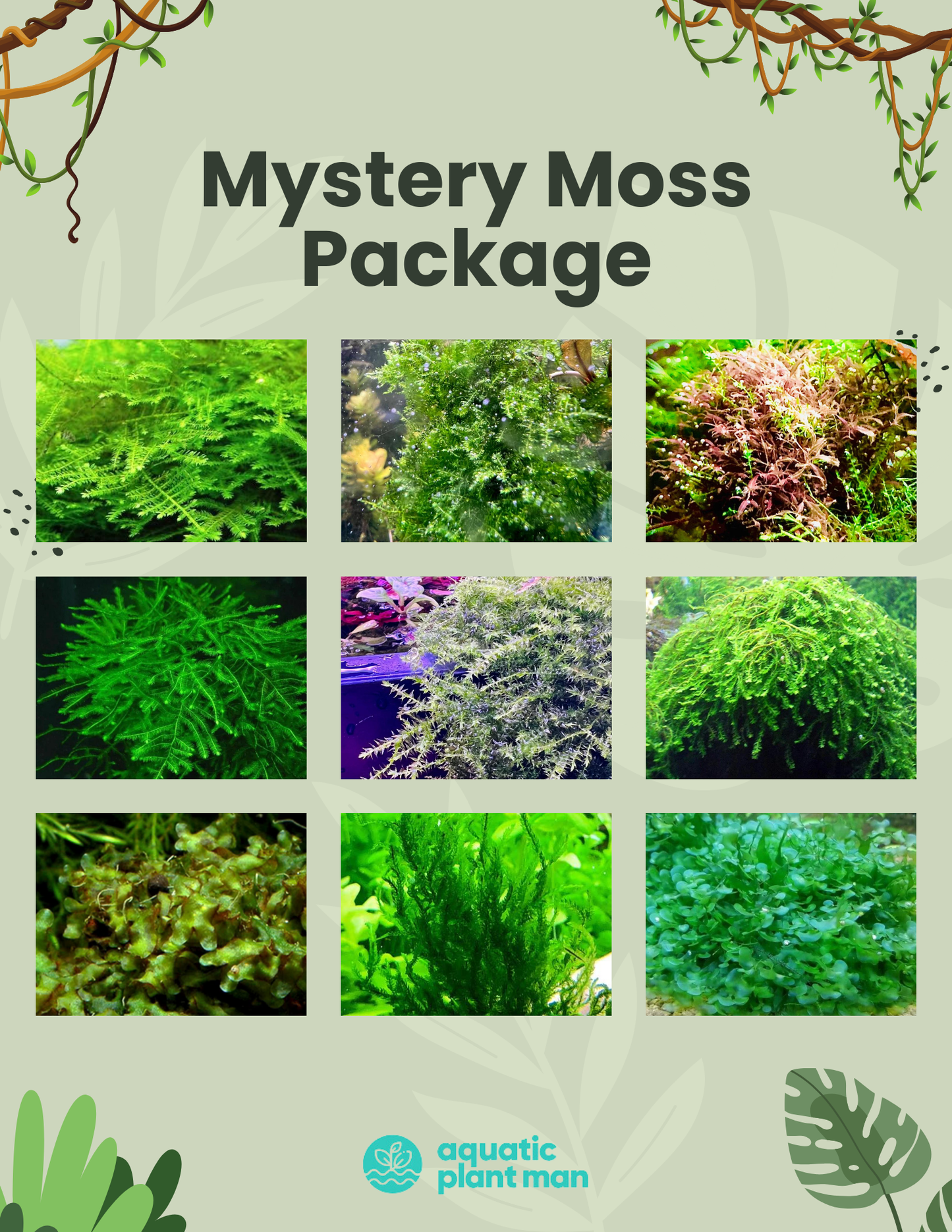 Mystery Moss Packages
