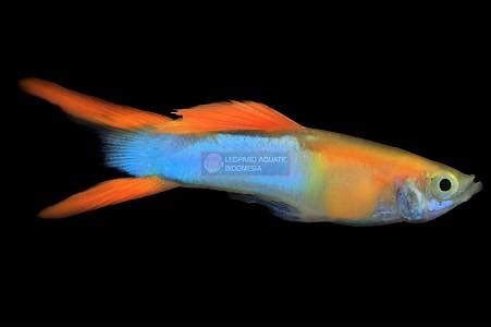 Japanese Red Gold, Double Sword Endler Guppy (breed true)