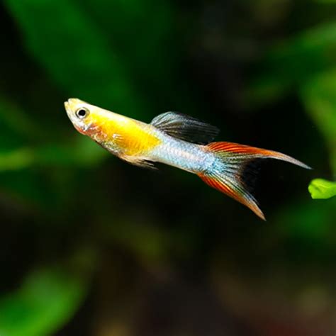 Japanese Red Gold, Double Sword Endler Guppy (breed true)