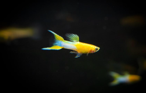 Japanese Blue Gold, Double Sword Endler Guppy (breed true)
