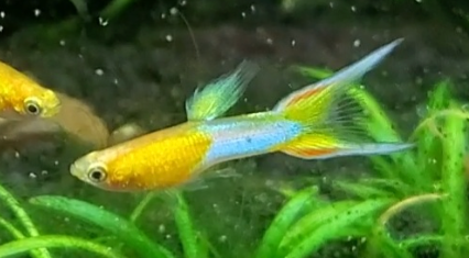 Japanese Blue Gold, Double Sword Endler Guppy (breed true)