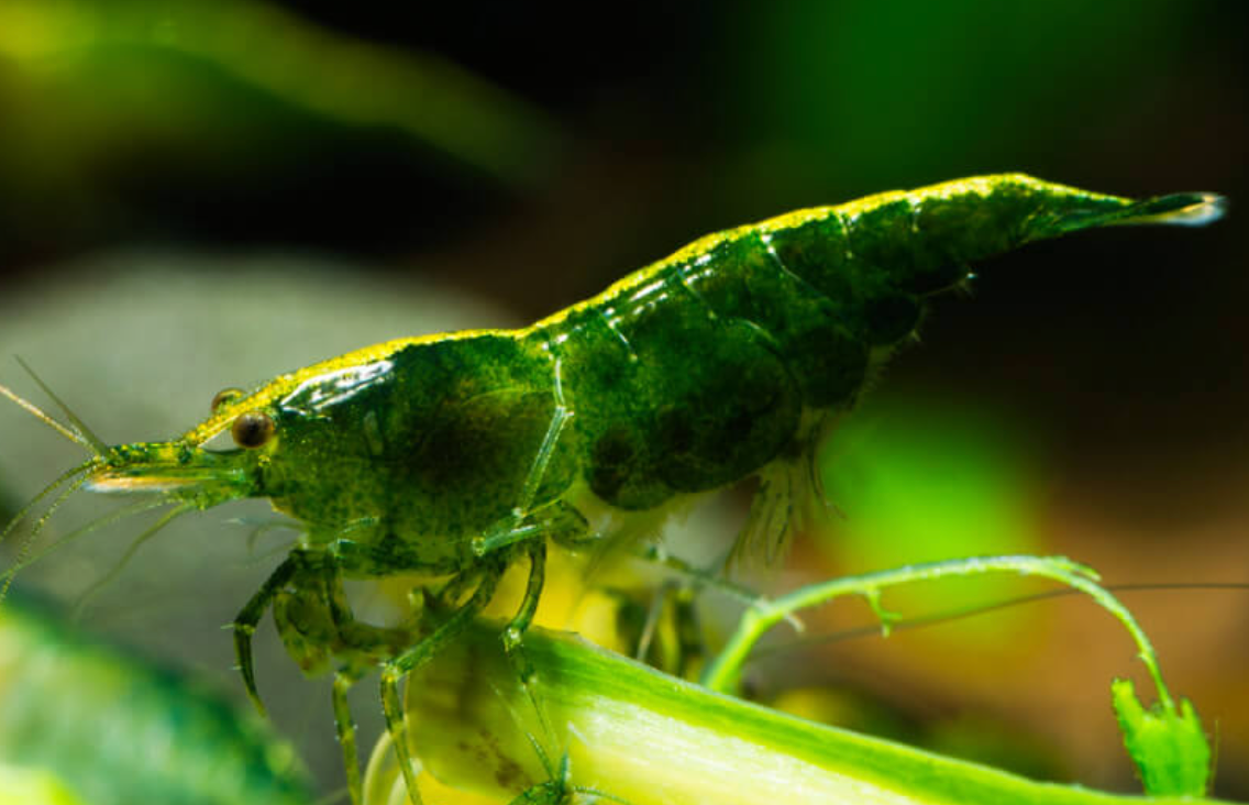 Green Jade Shrimp