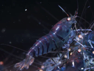 Orange Eye Blue Tiger (Tap Water)