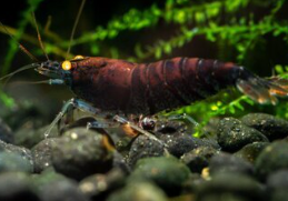 Orange Eye Blue Tiger (Tap Water)