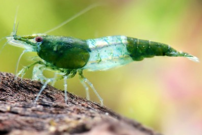 Green Jade  cull ( light green jade  or rili cull)