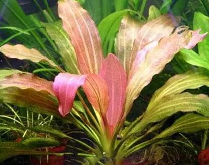 Echinodorus  Red Rubin Narrow