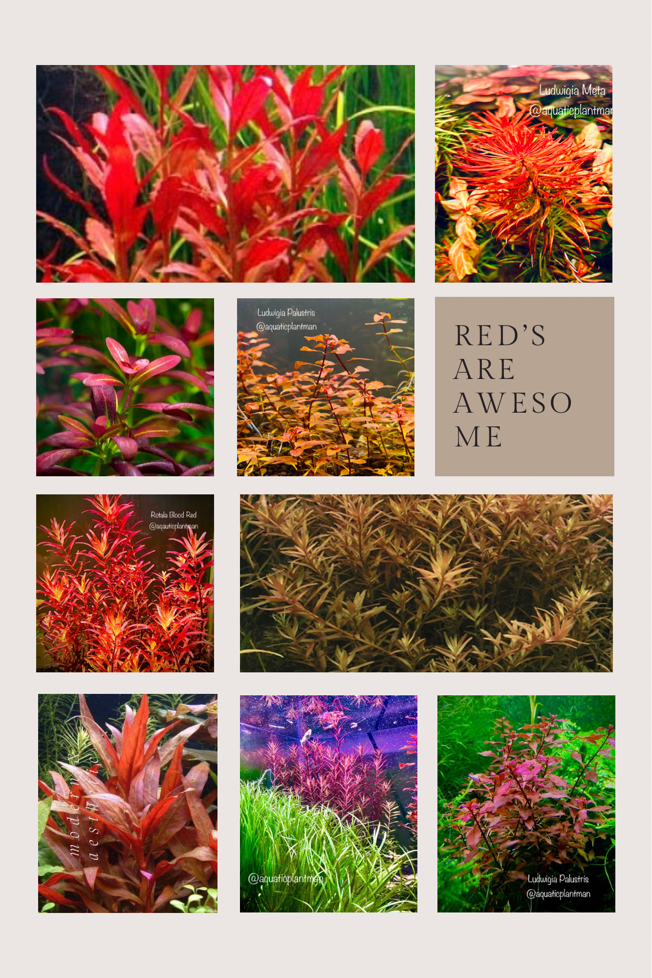 Red plant bundle + Free Buce Godzilla