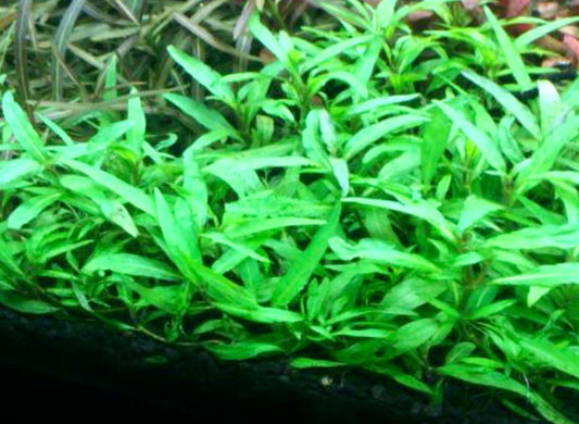 Staurogene sp Porto Velho