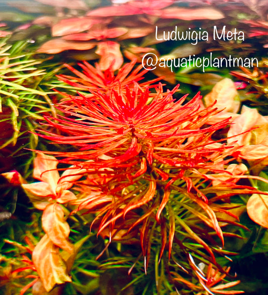Ludwigia Meta