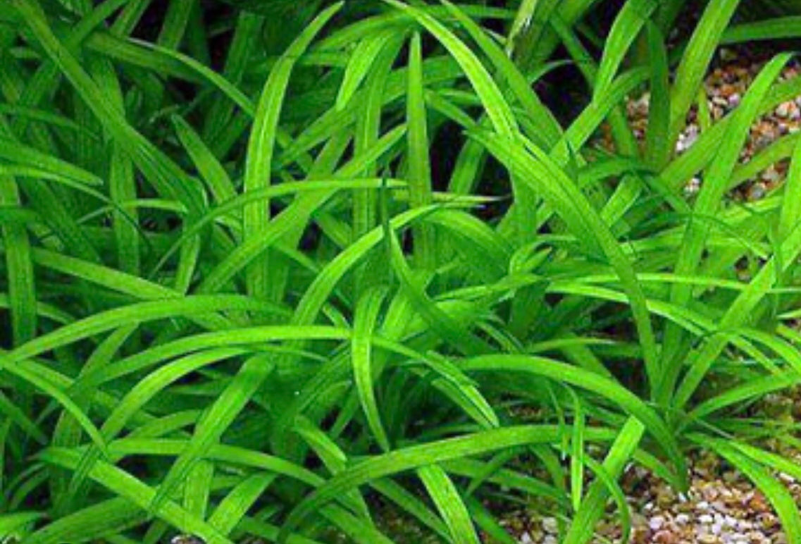 Dwarf Sagittaria (sagittaria subulata)
